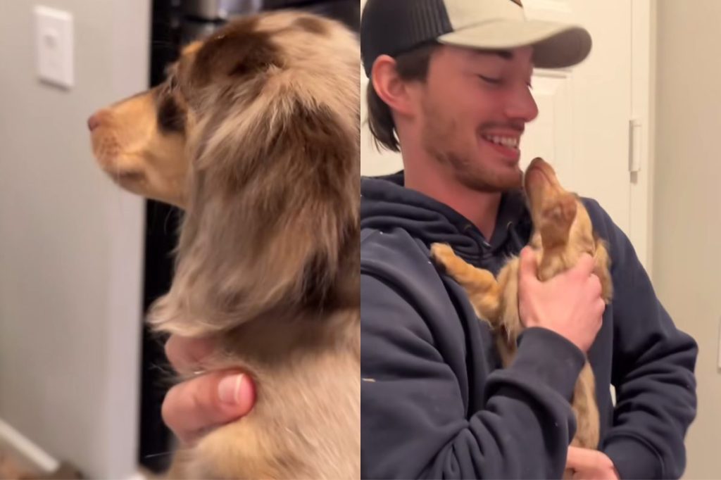 Dachshund pet video