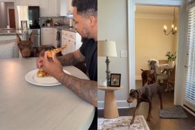 dog dad video