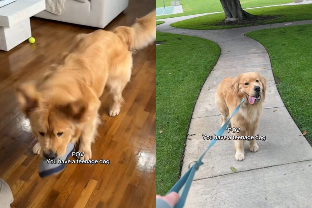 teenage dog video