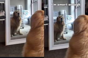 Golden Retriever affirmation video