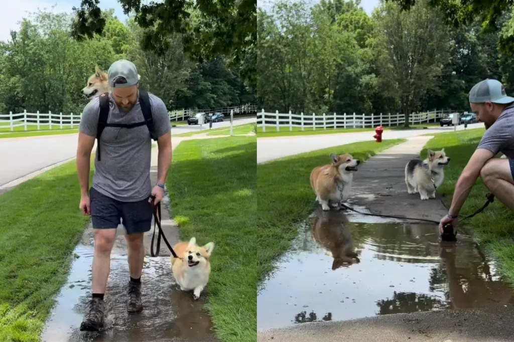 Corgi walk video