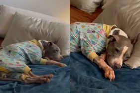 senior rescue dog video