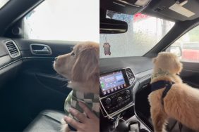 puppy car wash video