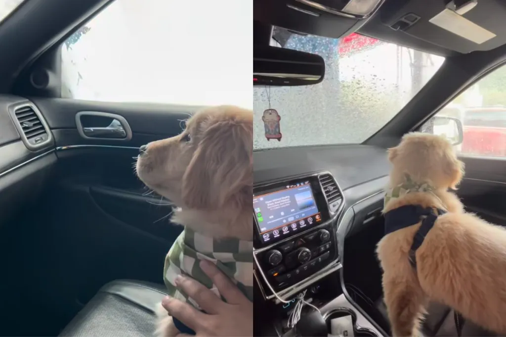 puppy car wash video