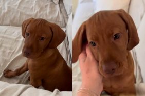 puppy sofa video