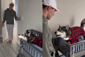 dog TV video