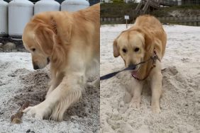 Golden Retriever sand video