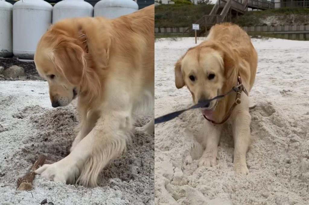 Golden Retriever sand video