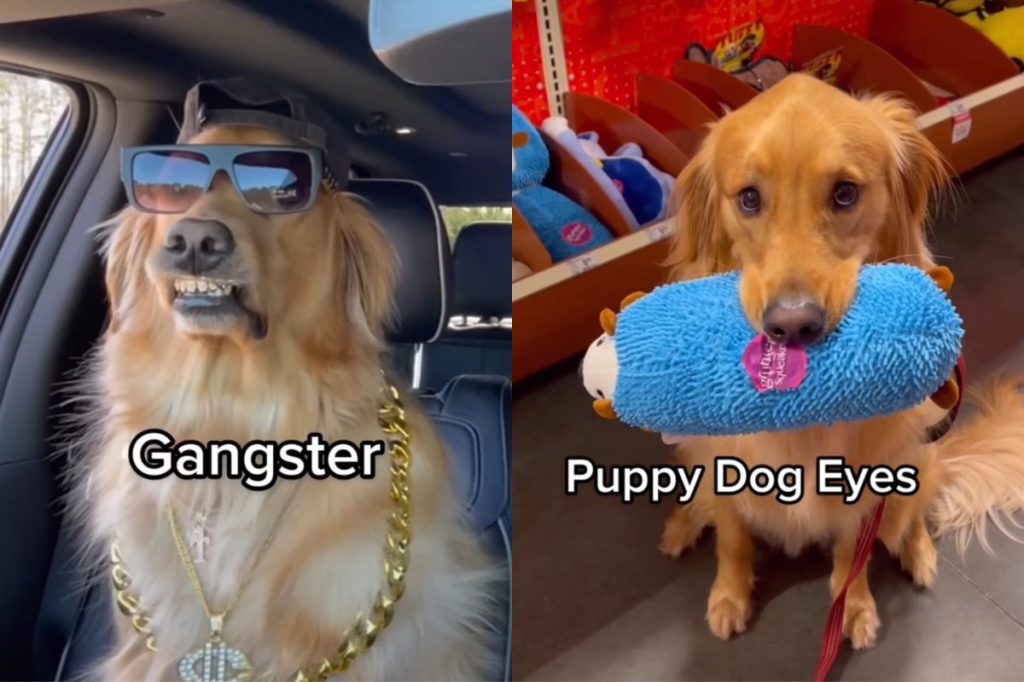 Dog many faces video