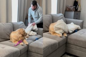 Golden Retriever owner video