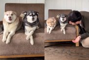 dog owner video
