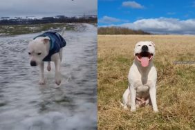 dog winter video