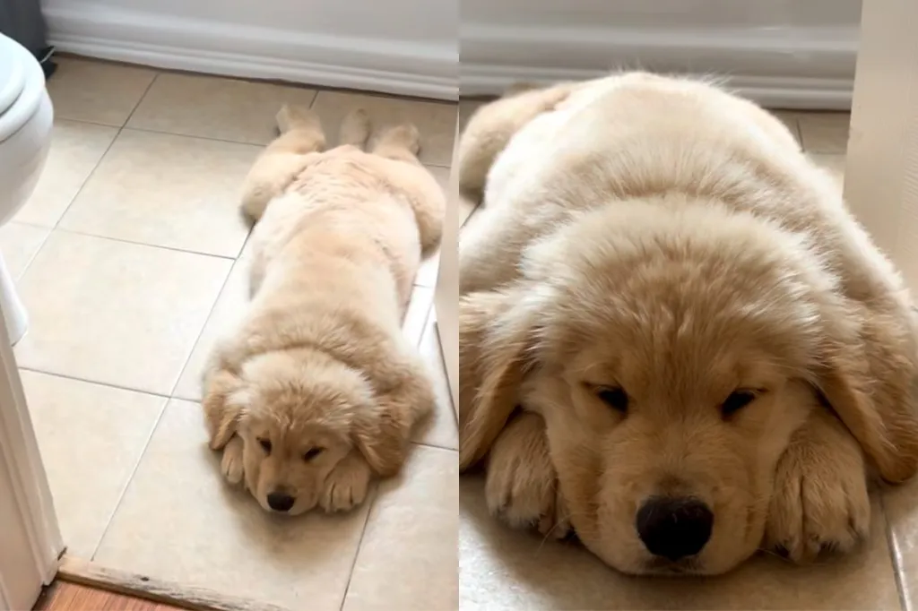 Puppy bath mat