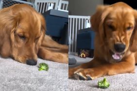 Golden Retriever Puppy’s Fight With Broccoli Makes for a Funny Video