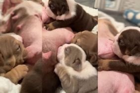 Video Documents Dog Mom’s Puppy Feeding Schedule & It’s the Cutest Thing Ever