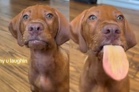 Video: Puppy Tastes Peanut Butter for the First Time & Is Completely Confused