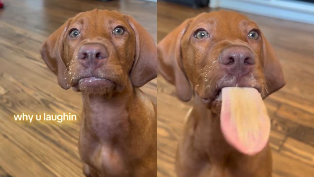 Video: Puppy Tastes Peanut Butter for the First Time & Is Completely Confused