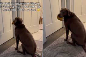 dog big brother video