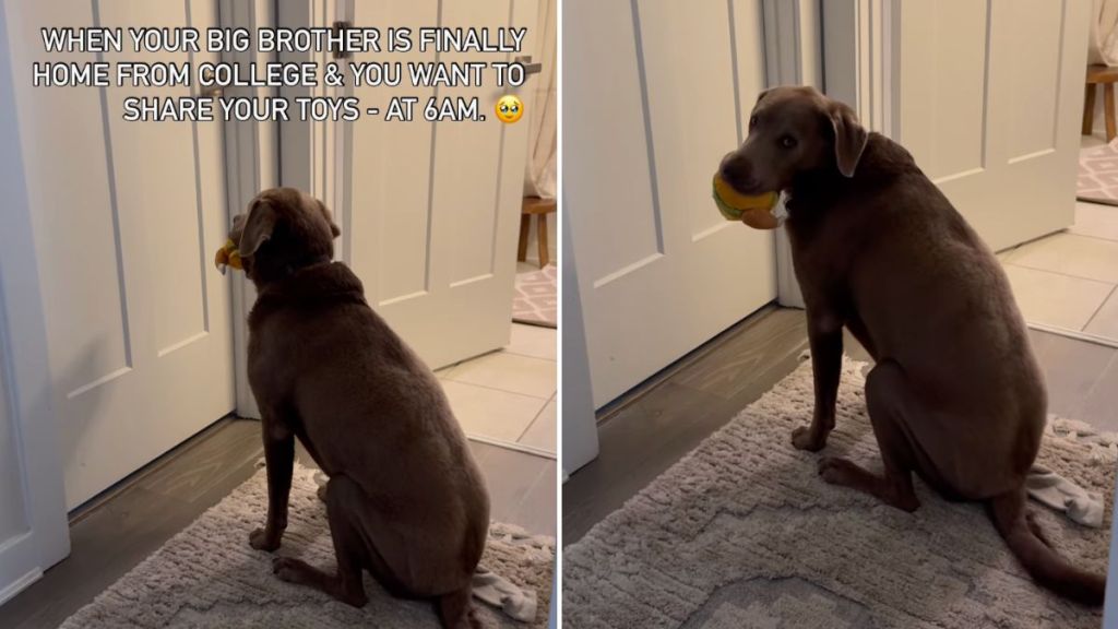 dog big brother video