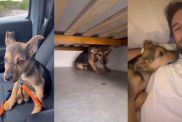 Owner Reveals Video of Day 1 With Rescue Dog & It's Everything