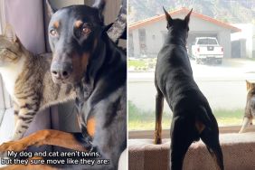 dog cat twin video