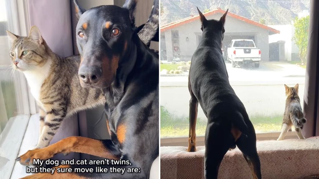 dog cat twin video