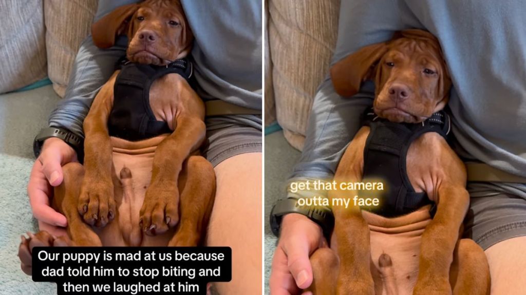 Video: Puppy Shows His ‘I’m So Mad’ Face When People Laughed at Him