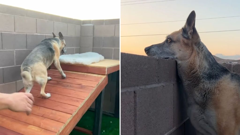 senior dog ramp video