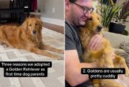 dog parents Golden Retriever video