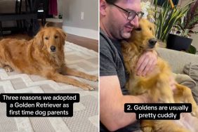 dog parents Golden Retriever video
