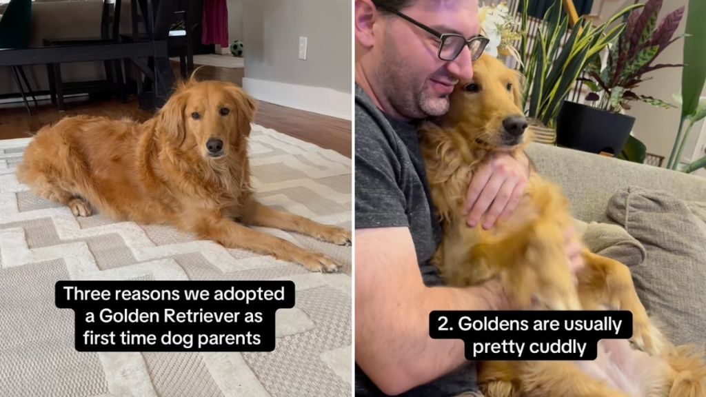 dog parents Golden Retriever video