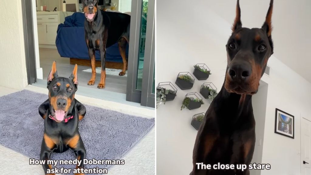 dogs attention video