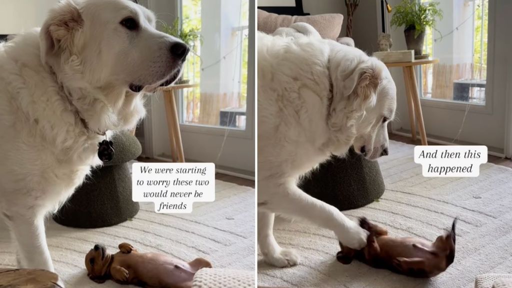 dogs first play time video