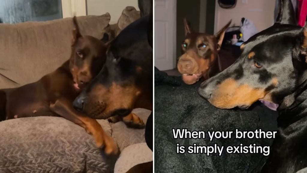 dogs sibling video