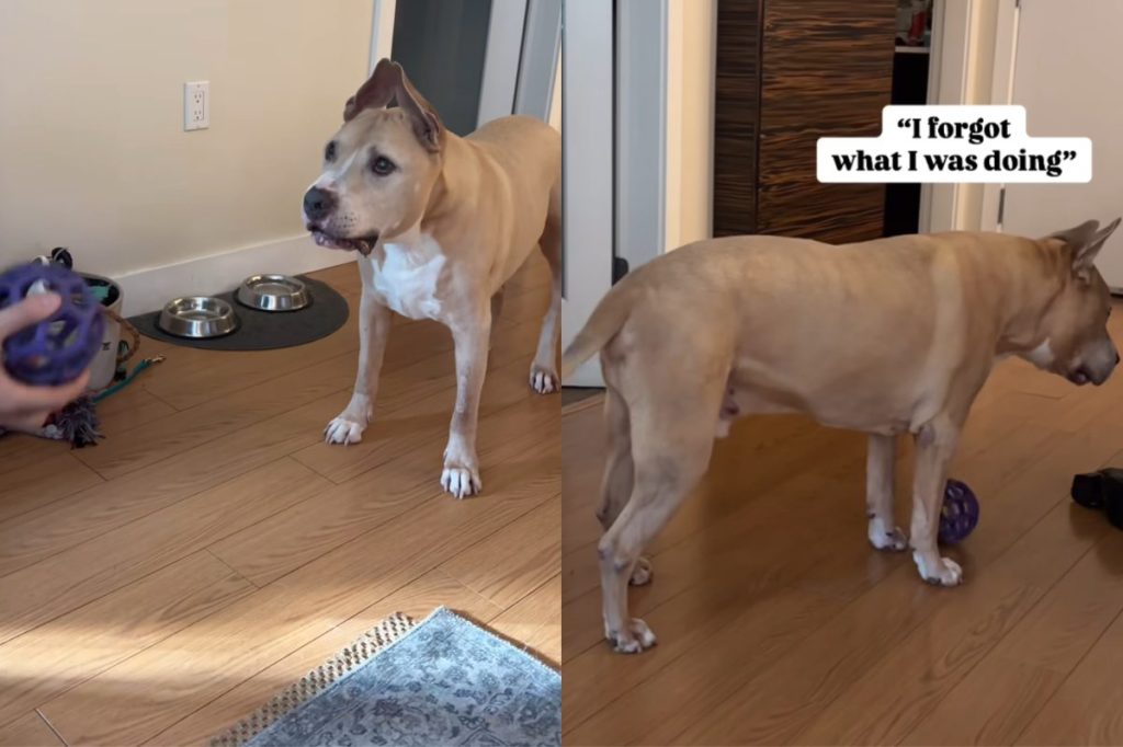 senior dog video