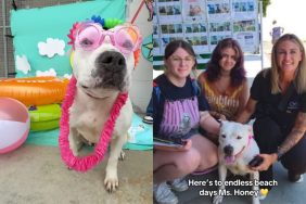 shelter dog adoption video