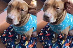 dog ears video