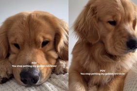 Dog petting video
