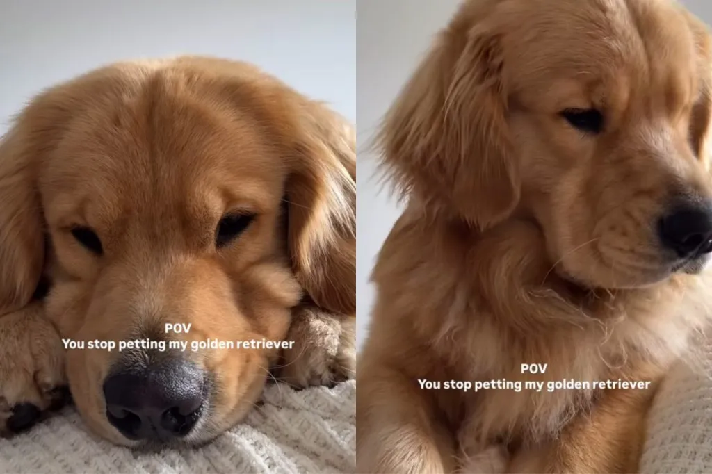 Dog petting video