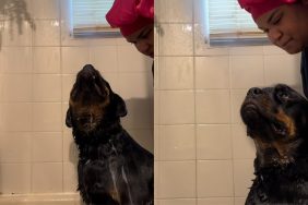 dog bath time video