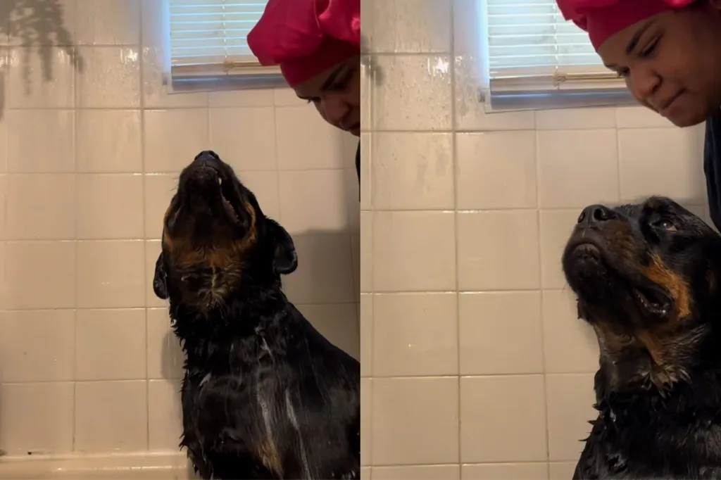 dog bath time video