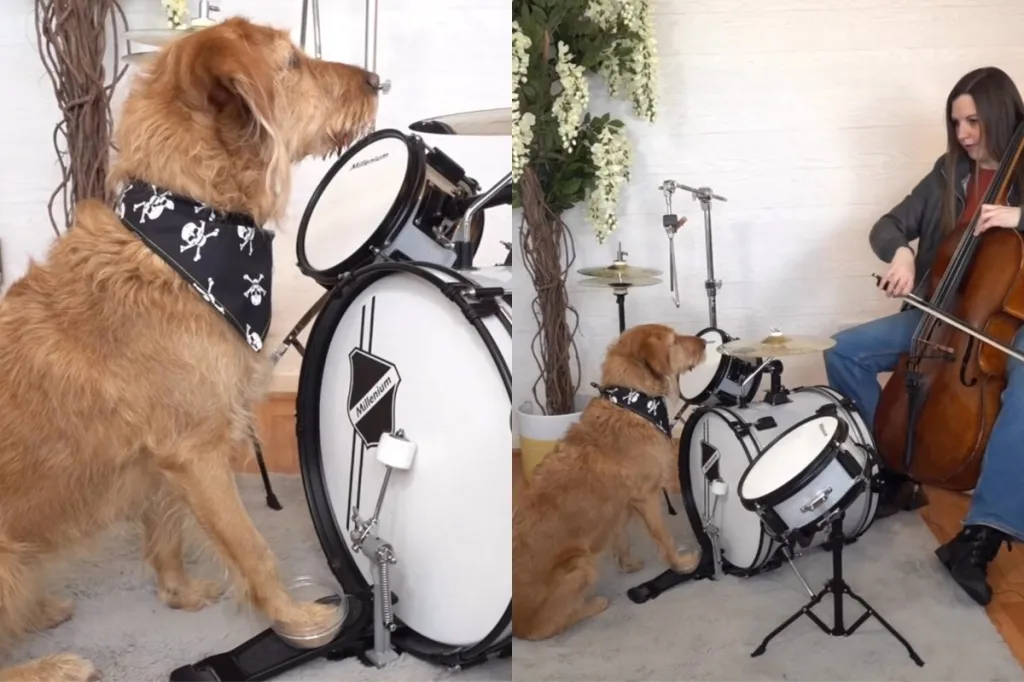 dog drumming video