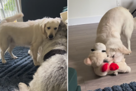 dog nap play video