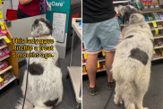 dog cvs treat