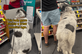 dog cvs treat