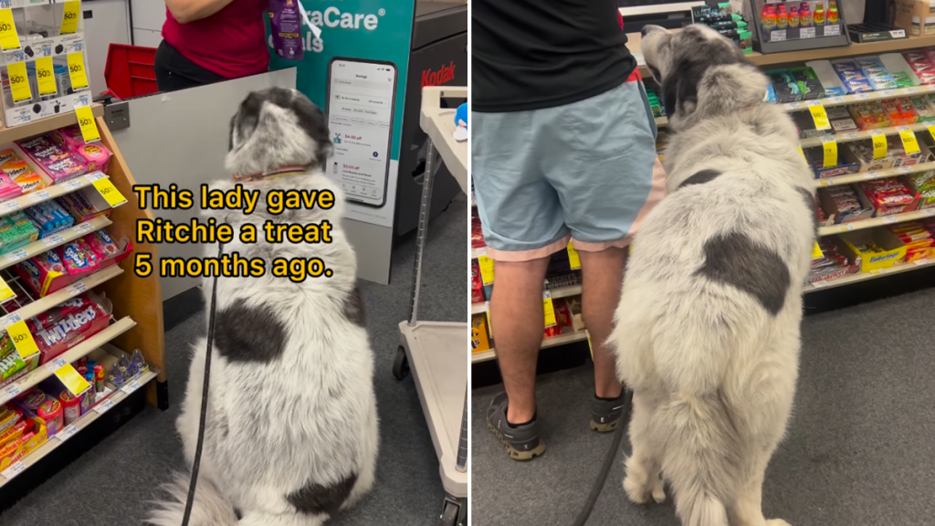 dog cvs treat