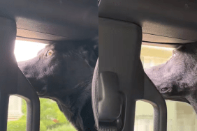 dog window video