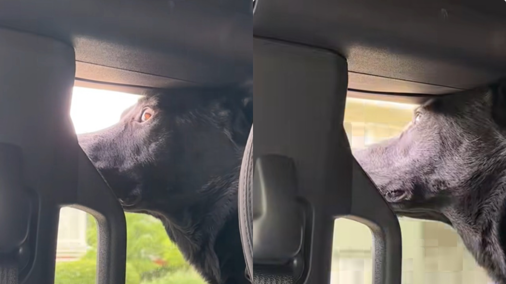dog window video