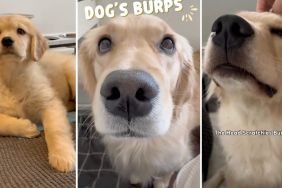 Golden Retriever burp video