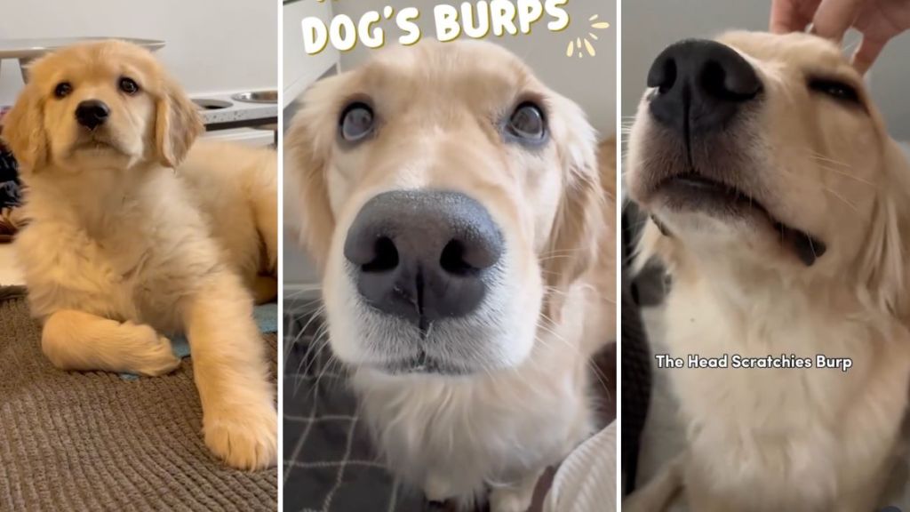 Golden Retriever burp video
